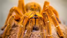 Theraphosidae