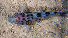 Thorogobius ephippiatus