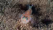 Thorogobius macrolepis