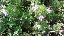 Thymus herba-barona