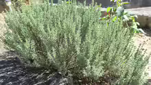 Thymus mastichina