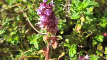 Thymus pulegioides