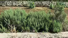 Thymus vulgaris