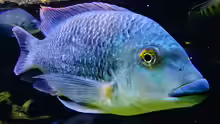 Tilapia louka