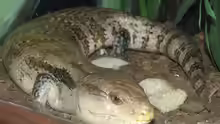 Tiliqua gigas