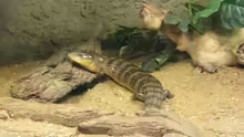 Tiliqua scincoides chimaerea