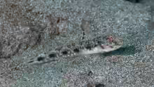 Tomiyamichthys lanceolatus
