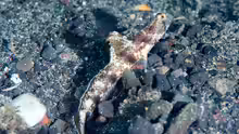 Tomiyamichthys oni