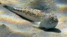 Trachinus radiatus