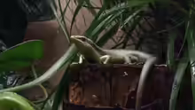 Trachylepis affinis