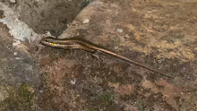 Trachylepis maculilabris