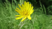 Tragopogon pratensis