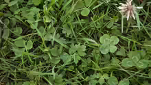 Trifolium repens