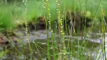 Triglochin palustris