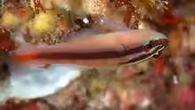 Trimma grammistes