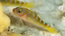 Trimma yanagitai