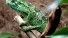 Trioceros ellioti