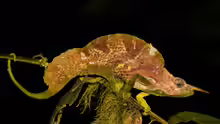 Trioceros montium