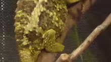 Trioceros werneri