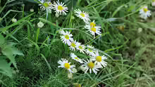 Tripleurospermum inodorum