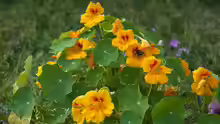 Tropaeolum