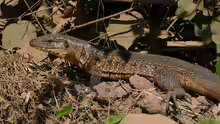 Tupinambis teguixin