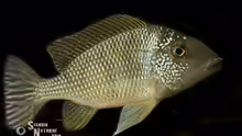 Tylochromis lateralis