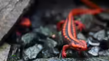 Tylototriton shanjing