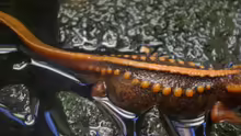 Tylotriton verrucosus
