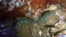 Uropterygius xanthopterus