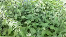 Urtica dioica