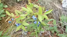 Vaccinium angustifolium