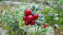 Vaccinium vitis-idaea