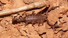 Vaejovis carolinianus