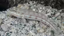 Valenciennea muralis