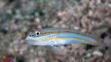 Valenciennea parva