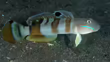 Valenciennea wardii