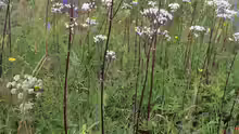 Valeriana officinalis