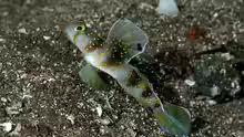 Vanderhorstia auropunctata