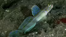 Vanderhorstia macropteryx