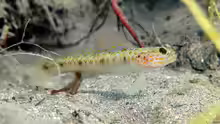 Vanderhorstia mertensi