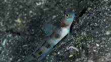 Vanderhorstia rapa