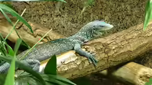 Varanus macraei
