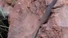 Varanus tristis tristis