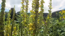 Verbascum nigrum