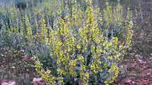 Verbascum