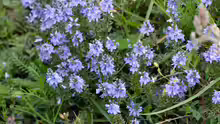 Veronica prostrata