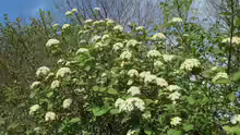 Viburnum lantana