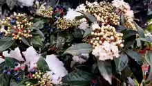Viburnum tinus