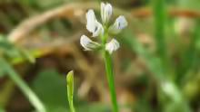 Vicia hirsuta
